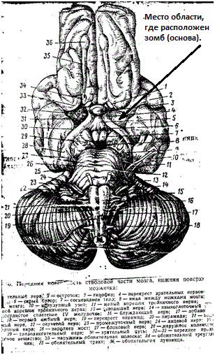 Kind of a human brain from within...